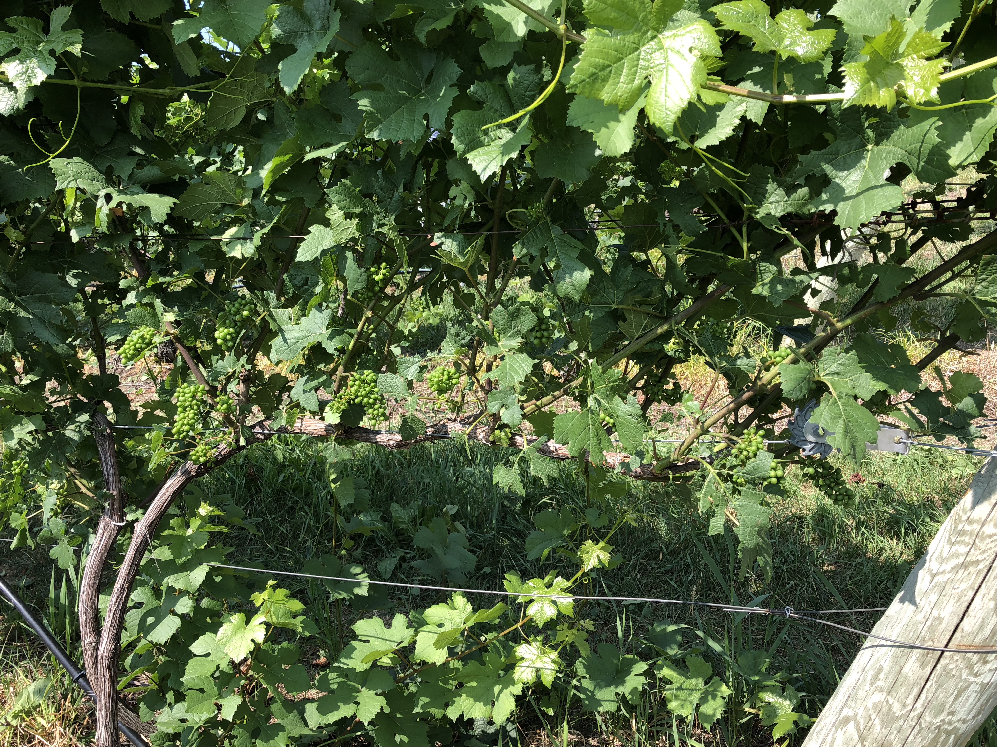 Image 8_Pinot noir post-mechanical leaf removal